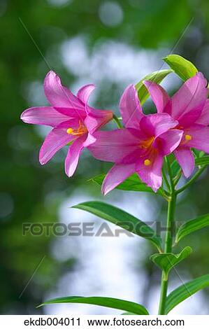Stock Image - Lilium Rubellum flowers. Fotosearch