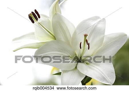 Lily flower View Large Photo Image Picture - Lily flower. Fotosearch