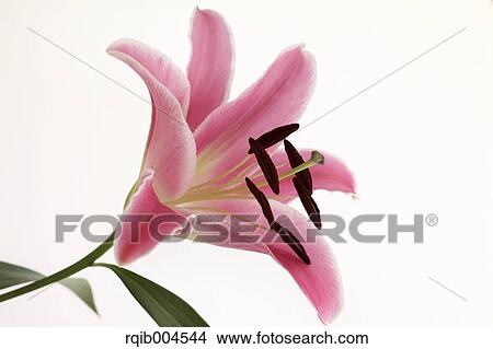 Lily flower View Large Photo Image Picture - Lily flower. Fotosearch