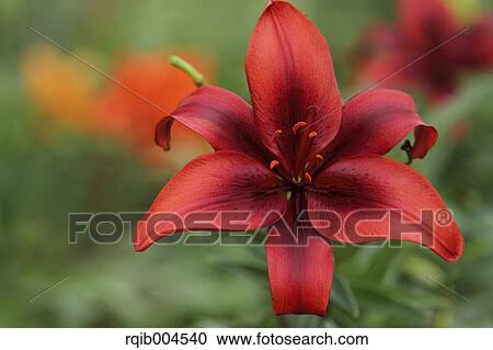 Lily flower View Large Photo Image Stock Image - Lily flower. Fotosearch