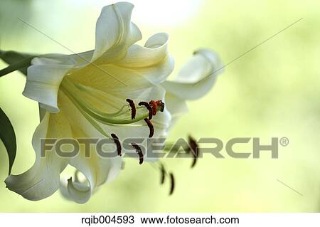 Lily flower View Large Photo Image Stock Image - Lily flower. Fotosearch