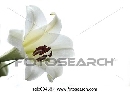 Lily flower View Large Photo Image Stock Photo - Lily flower. Fotosearch