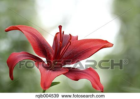 Lily flower View Large Photo Image Stock Photo - Lily flower. Fotosearch
