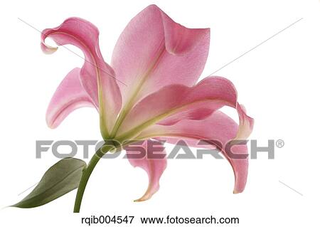 Lily flower View Large Photo Image Stock Photo - Lily flower. Fotosearch