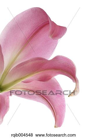 Lily flower View Large Photo Image Stock Photo - Lily flower. Fotosearch