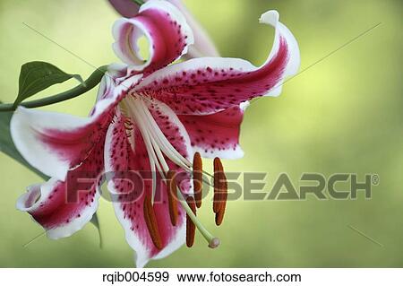 Lily flower View Large Photo Image Stock Photo - Lily flower. Fotosearch