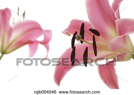 Stock Photograph - Lily flower. Fotosearch