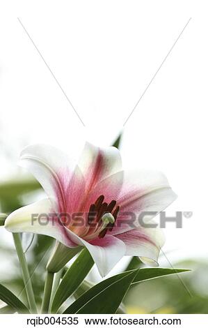 Stock Photography - Lily flower. Fotosearch