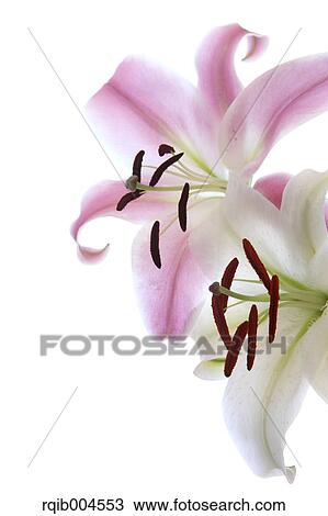 Stock Image - Lily flowers. Fotosearch