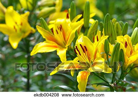 Lily flowers View Large Photo Image Stock Photo - Lily flowers. Fotosearch