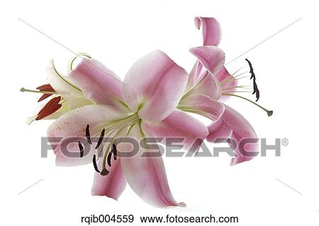 Stock Photo - Lily flowers. Fotosearch