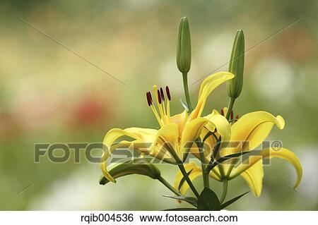 Lily flowers View Large Photo Image Stock Photograph - Lily flowers. Fotosearch