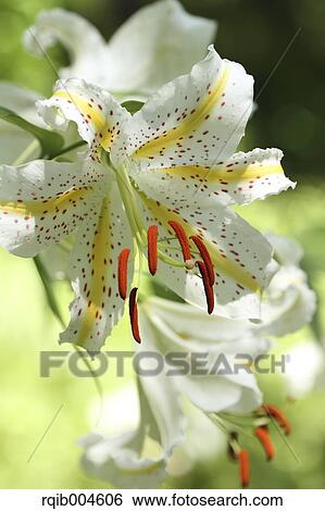 Stock Photograph - Lily flowers. Fotosearch