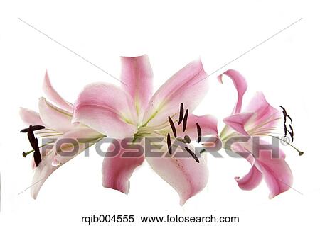 Lily flowers View Large Photo Image Stock Photography - Lily flowers. Fotosearch