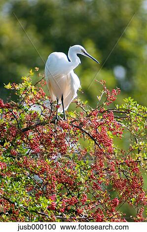 Little egret on a tree View Large Photo Image Stock Image - Little egret on a tree. Fotosearch