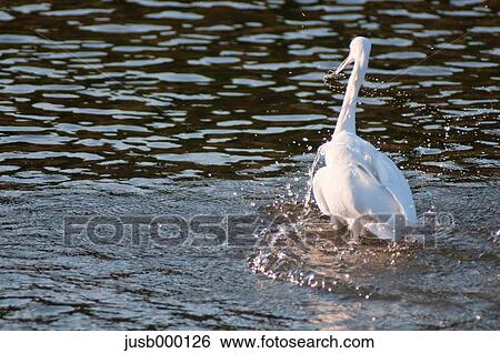 Little egret View Large Photo Image Stock Photograph - Little egret. Fotosearch