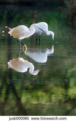 Little Egrets reflecting on water View Large Photo Image Stock Photography - Little Egrets reflecting on water. Fotosearch
