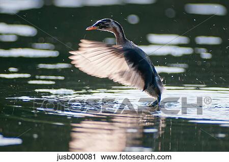 Little Grebe flapping on water View Large Photo Image Stock Image - Little Grebe flapping on water. Fotosearch