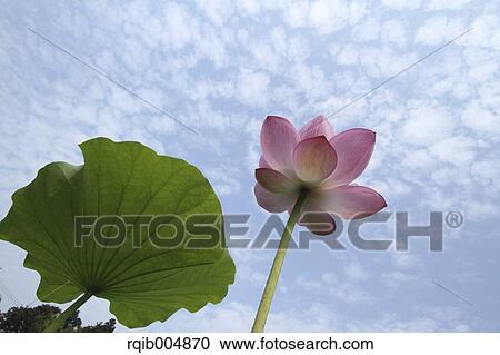 Lotus flower and sky View Large Photo Image Stock Image - Lotus flower and sky. Fotosearch