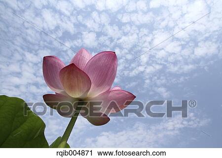 Stock Image - Lotus flower and sky. Fotosearch