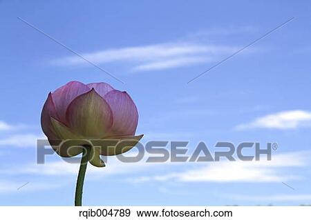 Stock Photo - Lotus flower and sky. Fotosearch