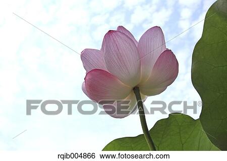 Stock Photograph - Lotus flower and sky. Fotosearch