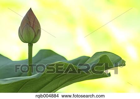 Lotus flower View Large Photo Image Picture - Lotus flower. Fotosearch