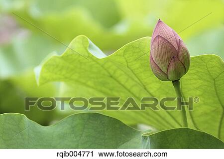 Stock Image - Lotus flower. Fotosearch