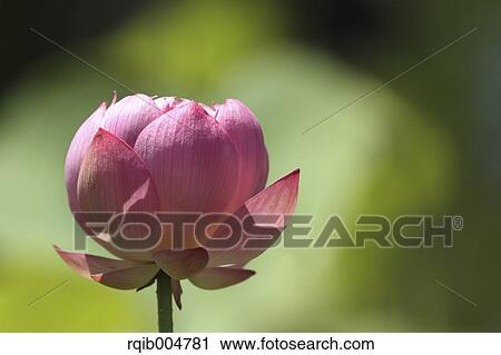 Lotus flower View Large Photo Image Stock Image - Lotus flower. Fotosearch