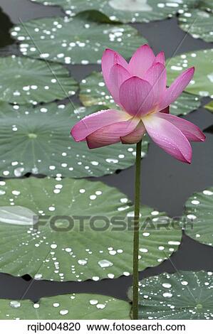 Lotus flower View Large Photo Image Stock Image - Lotus flower. Fotosearch