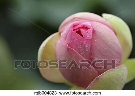 Stock Image - Lotus flower. Fotosearch