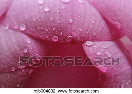 Stock Image - Lotus flower. Fotosearch