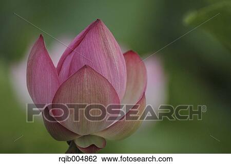 Stock Image - Lotus flower. Fotosearch