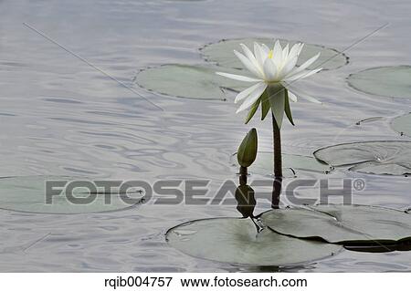 Lotus flower View Large Photo Image Stock Photo - Lotus flower. Fotosearch