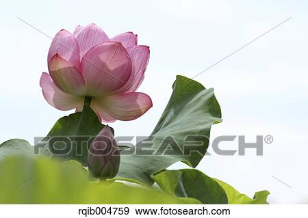 Lotus flower View Large Photo Image Stock Photo - Lotus flower. Fotosearch