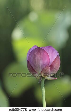 Lotus flower View Large Photo Image Stock Photo - Lotus flower. Fotosearch