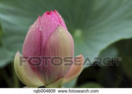 Lotus flower View Large Photo Image Stock Photo - Lotus flower. Fotosearch
