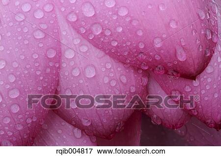 Lotus flower View Large Photo Image Stock Photo - Lotus flower. Fotosearch