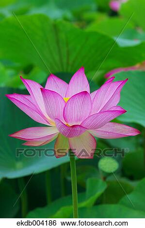 Lotus flower View Large Photo Image Stock Photograph - Lotus flower. Fotosearch