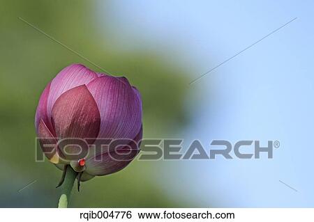 Lotus flower View Large Photo Image Stock Photograph - Lotus flower. Fotosearch