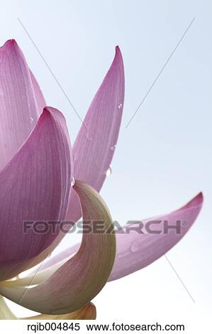 Stock Photography - Lotus flower. Fotosearch