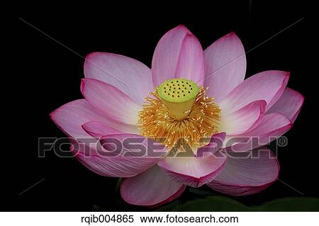 Lotus flower View Large Photo Image Stock Photography - Lotus flower. Fotosearch