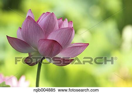 Lotus flower View Large Photo Image Stock Photography - Lotus flower. Fotosearch
