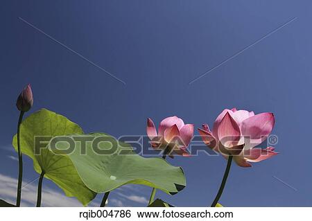 Lotus flowers and sky View Large Photo Image Stock Photograph - Lotus flowers and sky. Fotosearch
