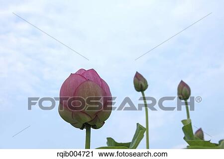 Stock Image - Lotus flowers. Fotosearch