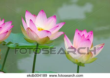 Lotus flowers View Large Photo Image Stock Photo - Lotus flowers. Fotosearch