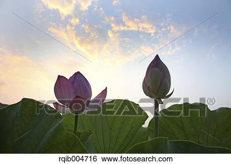 Lotus flowers View Large Photo Image Stock Photograph - Lotus flowers. Fotosearch