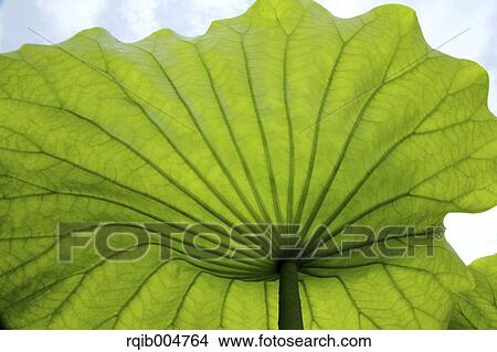 Lotus leaf View Large Photo Image Picture - Lotus leaf. Fotosearch
