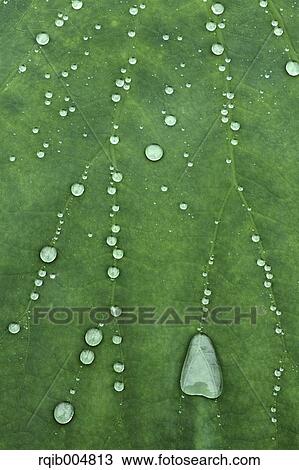 Lotus leaf View Large Photo Image Stock Image - Lotus leaf. Fotosearch