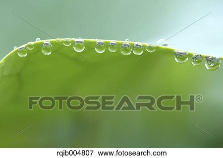 Lotus leaf View Large Photo Image Stock Photo - Lotus leaf. Fotosearch